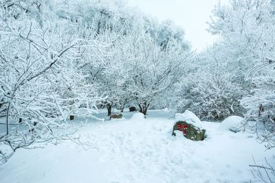 玉树琼花