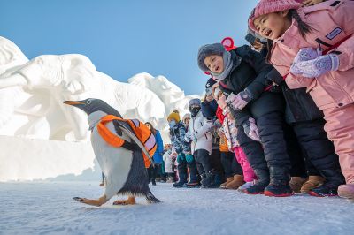 淘学企鹅巡游太阳岛