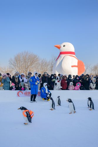 极地公园企鹅巡游