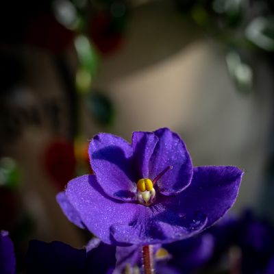 非洲紫罗兰
