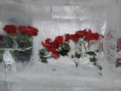 冰玫瑰