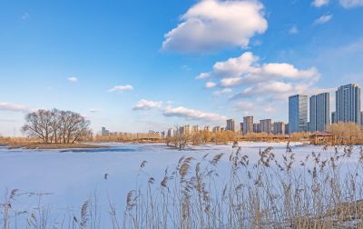 初春外滩湿地