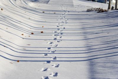 春雪即景