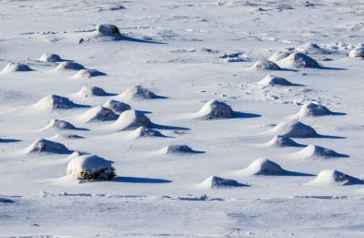 春雪即景