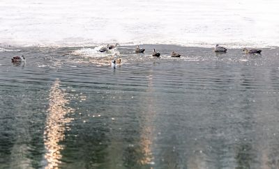 初春何家沟野鸭