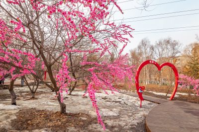初春黛秀湖公园桃花水