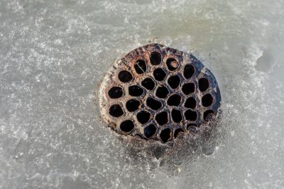 大剧院湿地春暖