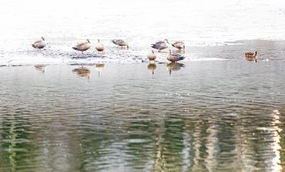 初春何家沟野鸭