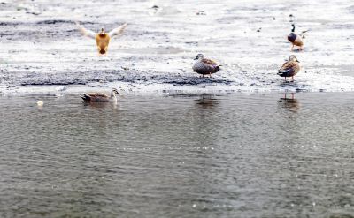 初春何家沟野鸭