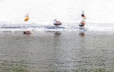 初春何家沟野鸭