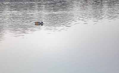 初春何家沟野鸭