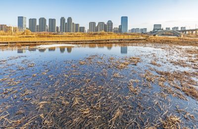 外滩湿地初春景色