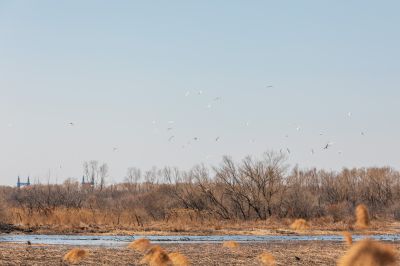 太阳岛湿地公园江鸥