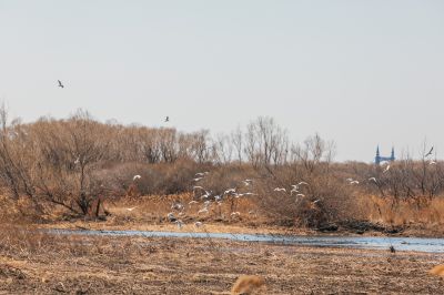 太阳岛湿地公园江鸥