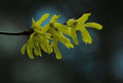  迎春花