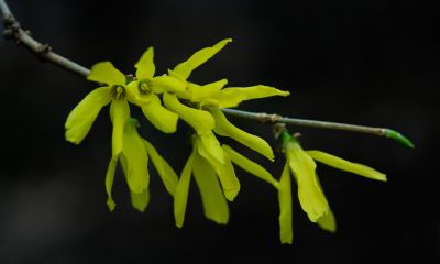  迎春花