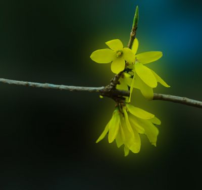  迎春花