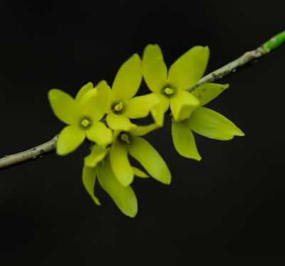  迎春花