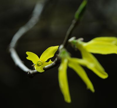 迎春花