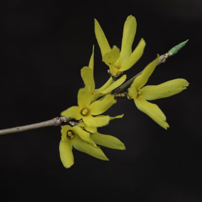  迎春花