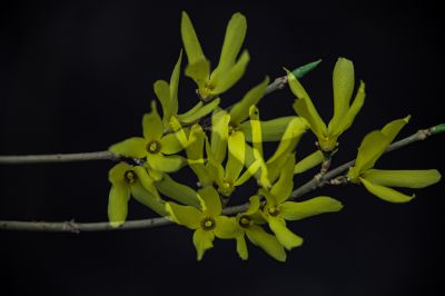  迎春花