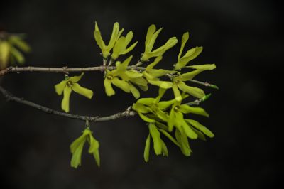  迎春花