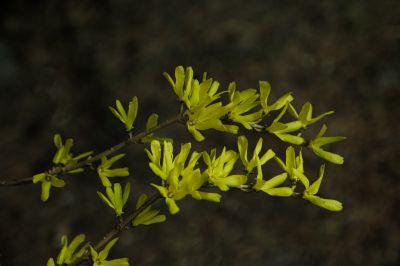  迎春花