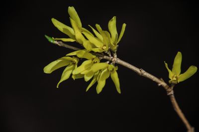  迎春花