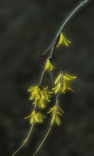  迎春花