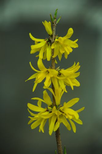  迎春花
