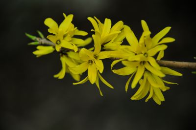  迎春花