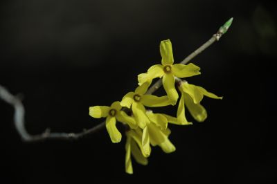  迎春花