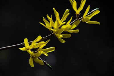  迎春花