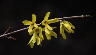  迎春花