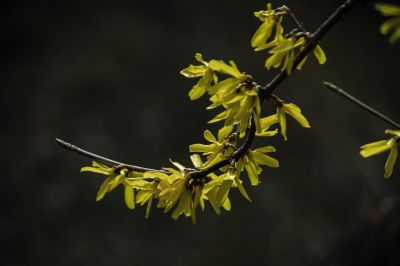  迎春花