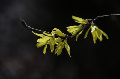 迎春花