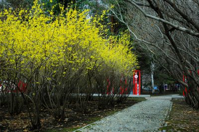 迎春花