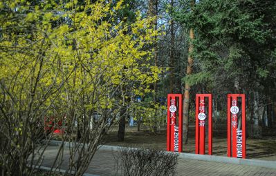  迎春花