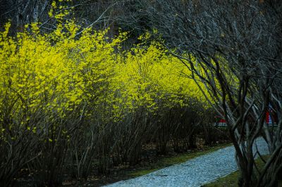  迎春花