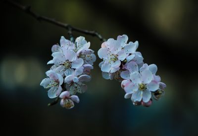 小桃红
