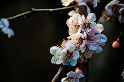 小桃红