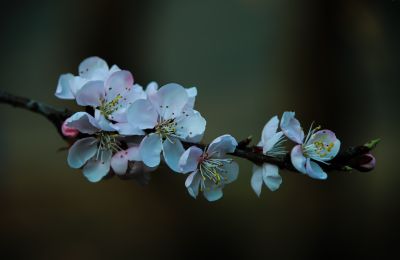 小桃红