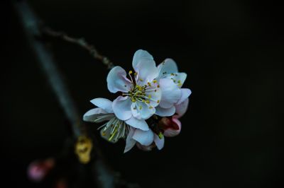 小桃红