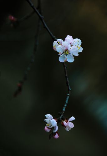 小桃红