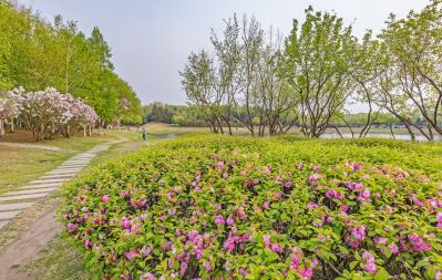 松北新区丁香花