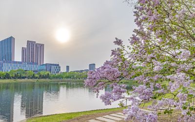 松北新区丁香花