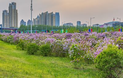 松北新区丁香花