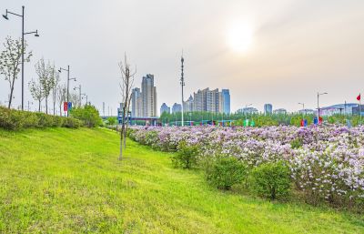 松北新区丁香花