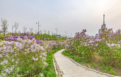 松北新区丁香花