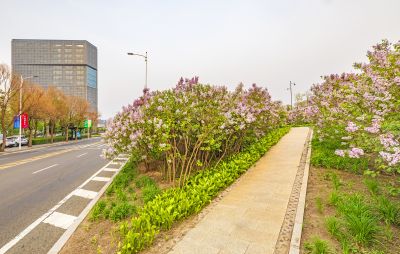 松北新区丁香花